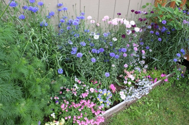 alaska 651 (800x533)